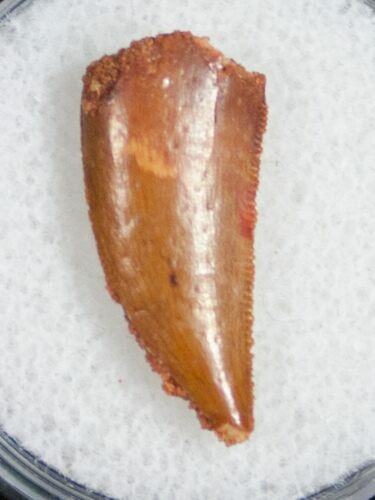 Serrated Raptor Tooth From Morocco - #10590
